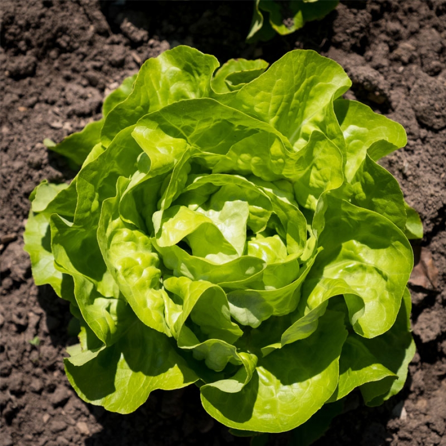 Insalata Gentile Bio