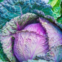 Cavolo Cappuccio Rosso Bio