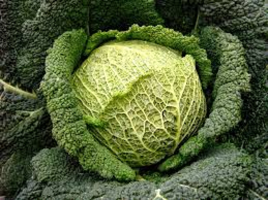 Cavolo Verza Bio