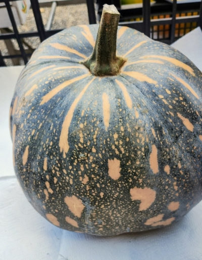 ZUCCA NAPOLETANA BIO