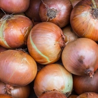 Cipolla Dorata Bio