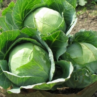 Cavolo Cappuccio Bianco Bio