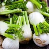 Finocchi Bio