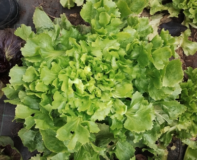 Insalata Scarola Bio